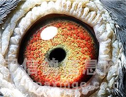 ����������ɰ