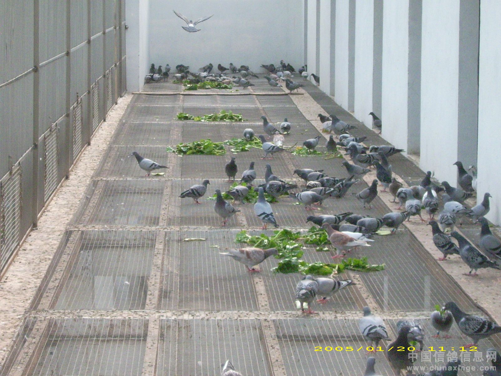 我的鸽棚--中国信鸽信息网相册