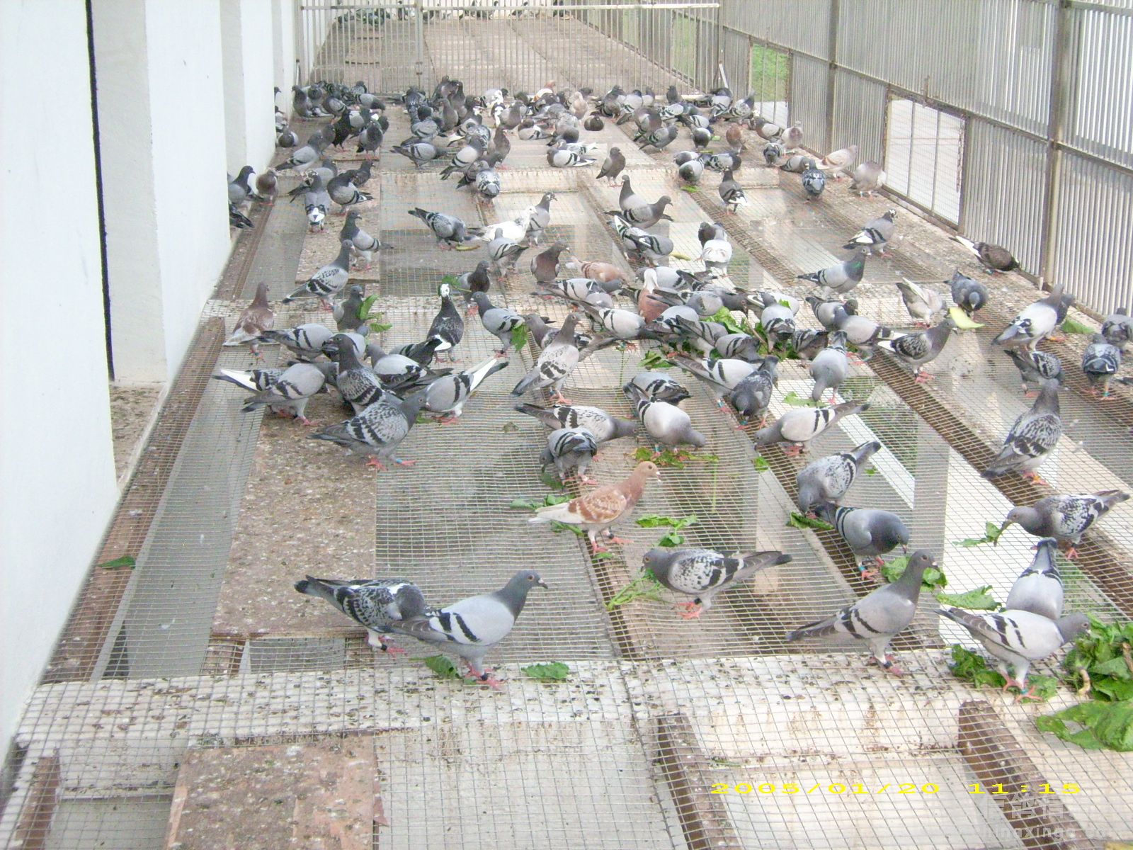 天津市天立国际赛鸽公棚图片查看-中国信鸽信息网各地公棚