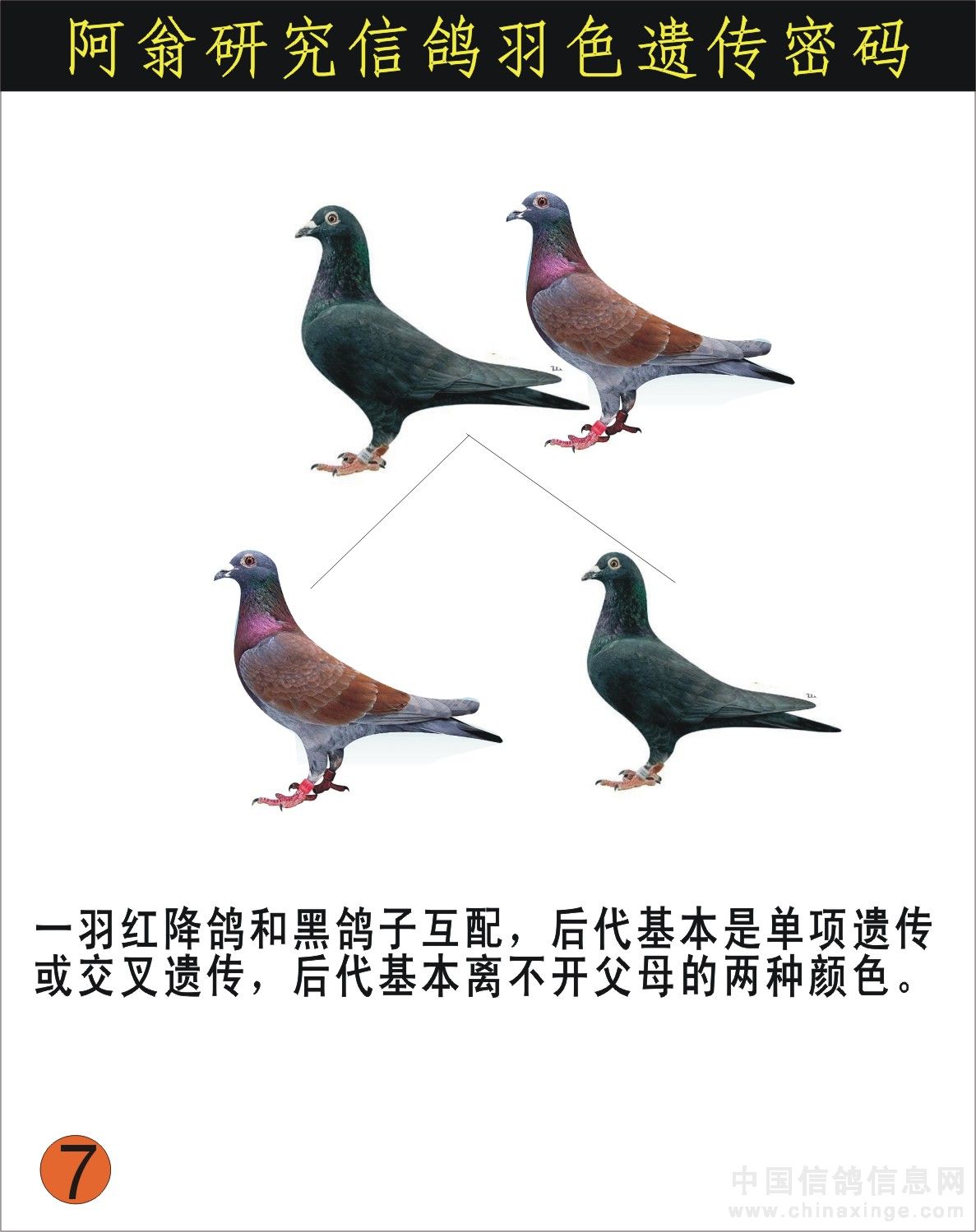 信鸽羽色遗传密码【图】_日志_攀百鸽舍 - 赛鸽资讯网