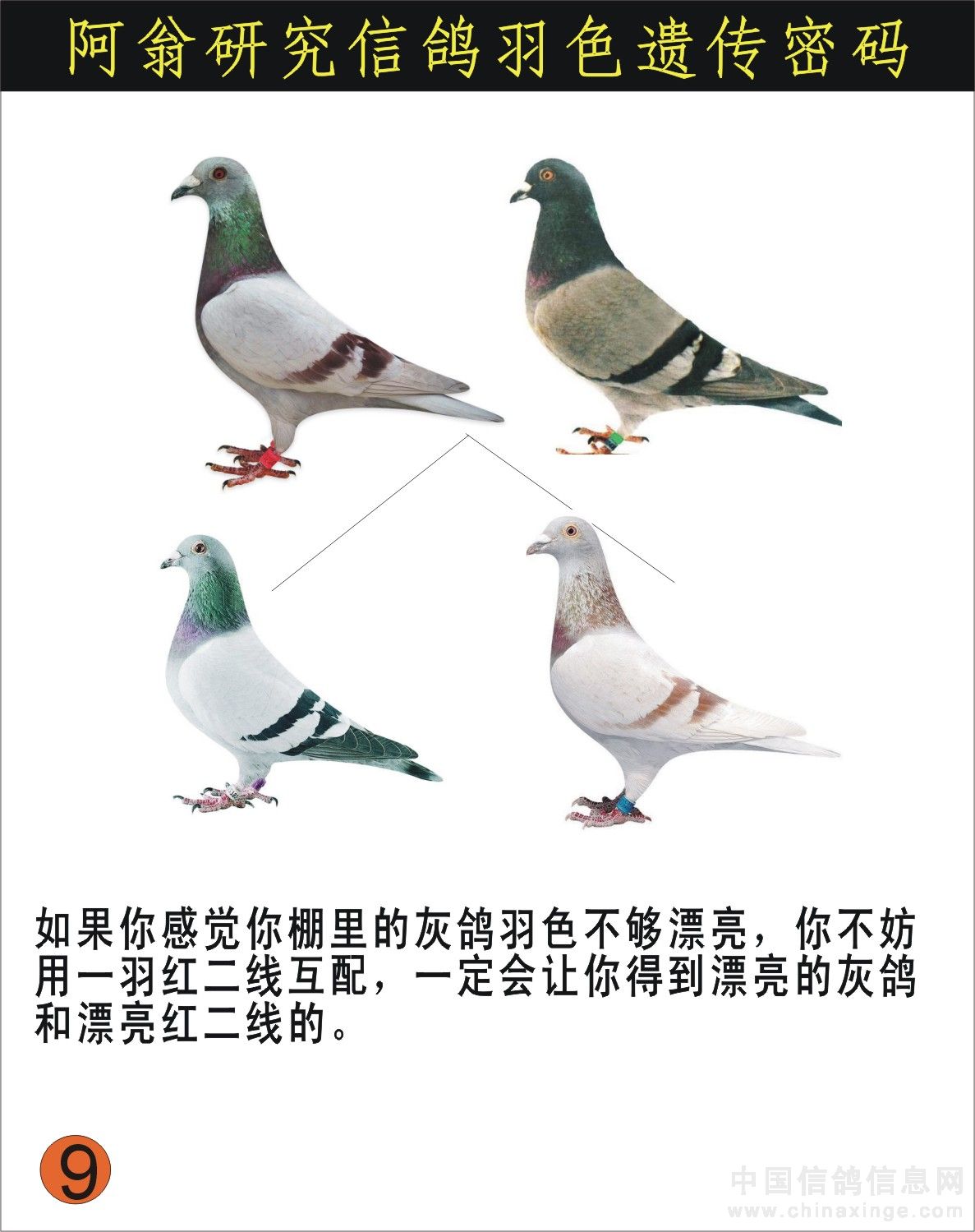 飞翔-中国信鸽信息网相册