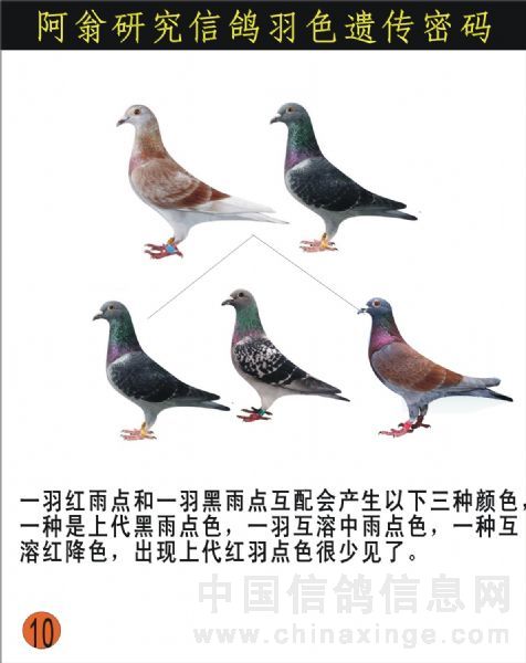 揭秘:信鸽羽色遗传密码(图)