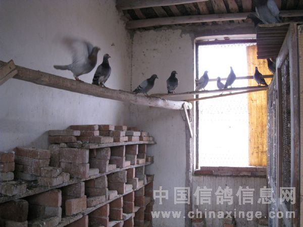 进入鸽舍