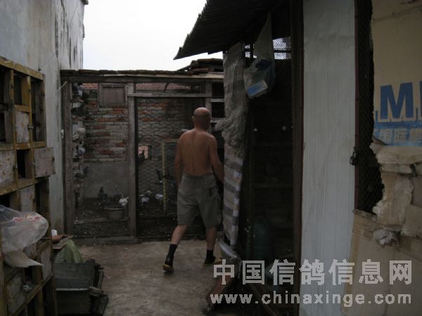 这里是赛鸽舍