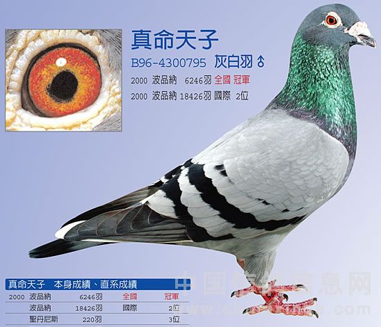 向赖铭沧先生请教引种和育种-营口ege鸽舍-中信网各地
