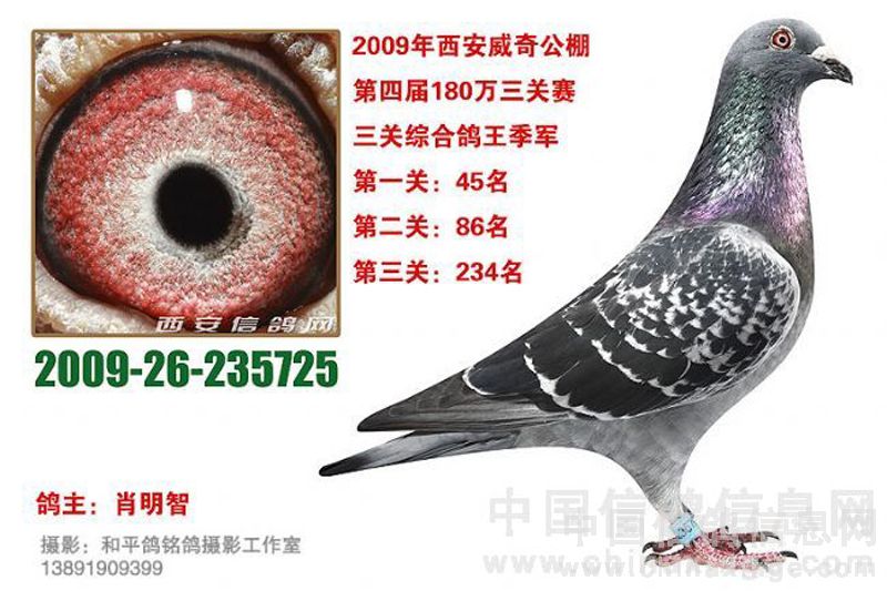 chinaxinge.com; 西安威奇公棚2009年第四届三关赛-明智鸽舍