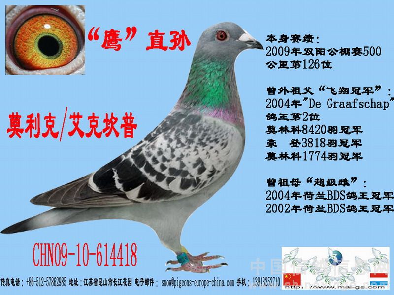 中荷鸽舍2009公棚赛获奖鸽图片展示(更新中)