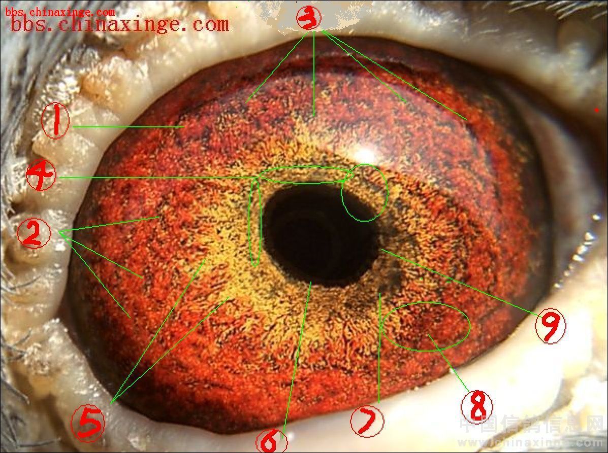 信鸽眼睛图片