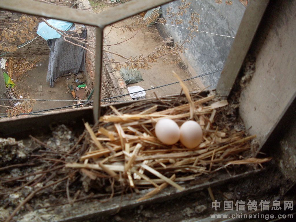 鸽蛋-中国信鸽信息网相册