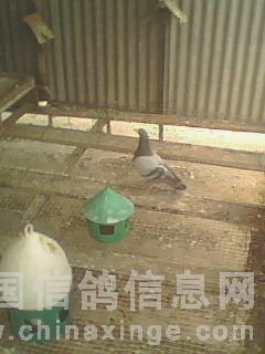 �����ڲ�