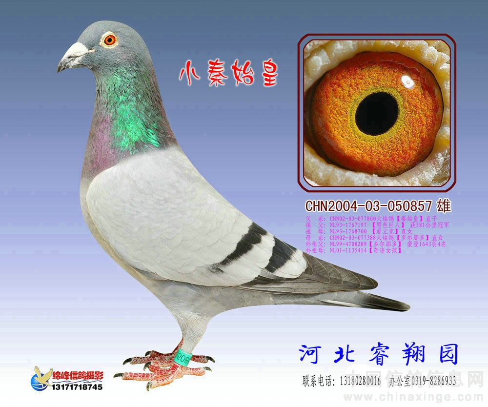 考夫曼种鸽赏析