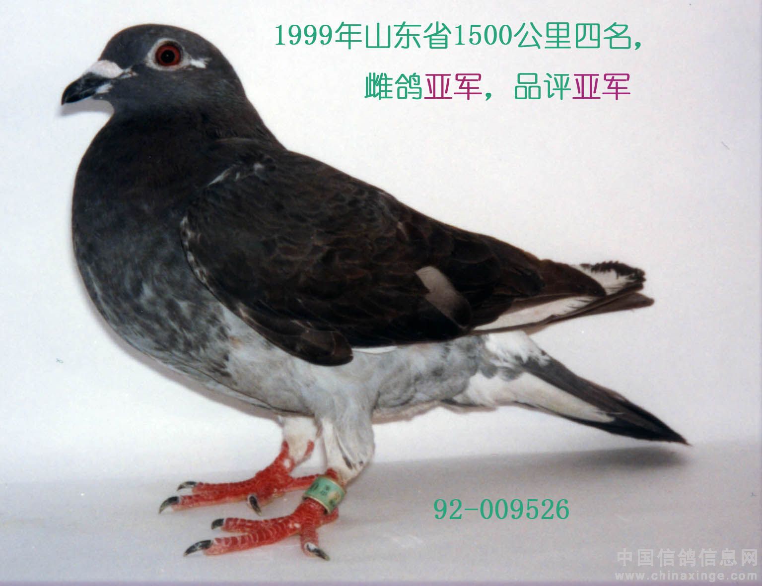 远程鸽子--中国信鸽信息网相册