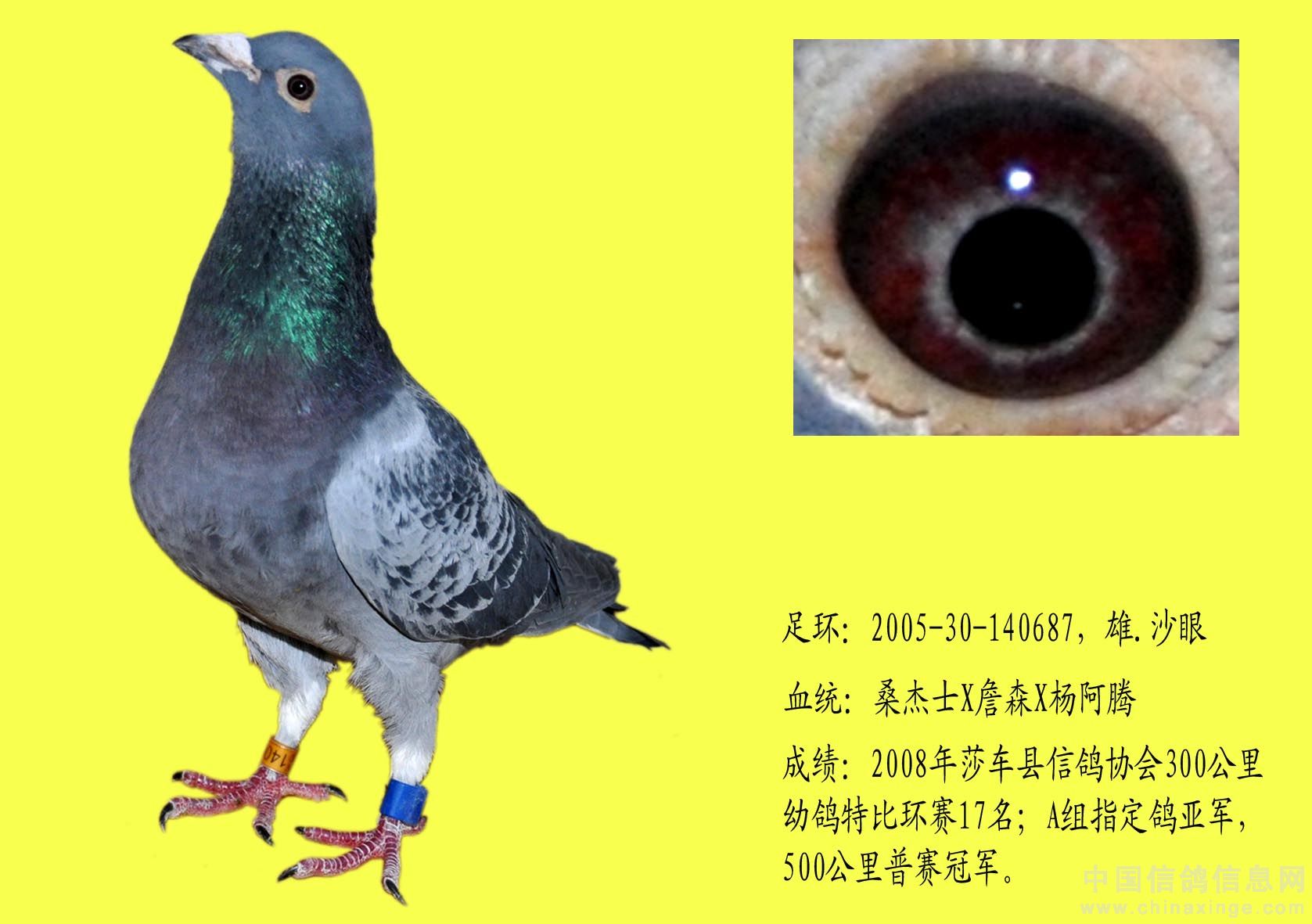 不死必归：上海超远程八月龄幼鸽负伤归巢(图)-中国信鸽信息网