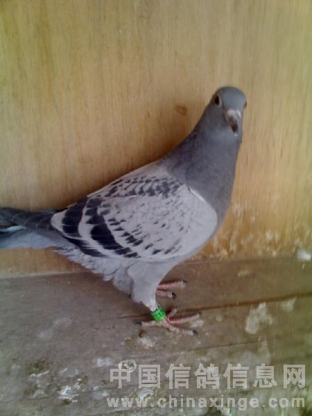 手机拍的凑合着看