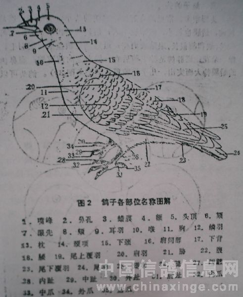 鸽体各部的名称(图片)-来宝丰宇鸽舍-中信网各地鸽舍