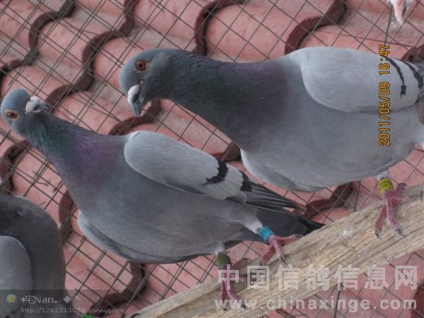 ���ϷŹ�����������Ҳ�ǰ���182544����