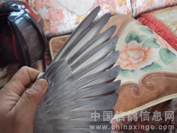 请注意此鸽膀条的破风
