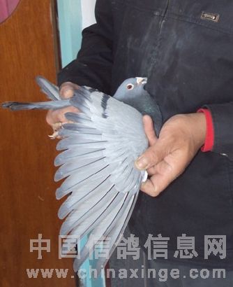 一直在摸索中在享受这飞翔的快乐