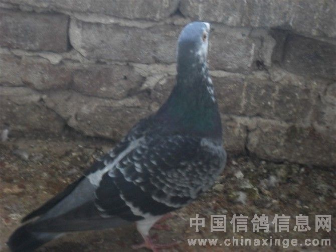 动物鸽鸟类鸡鸟蜗牛670_502海里面像鸽子的贝壳图片
