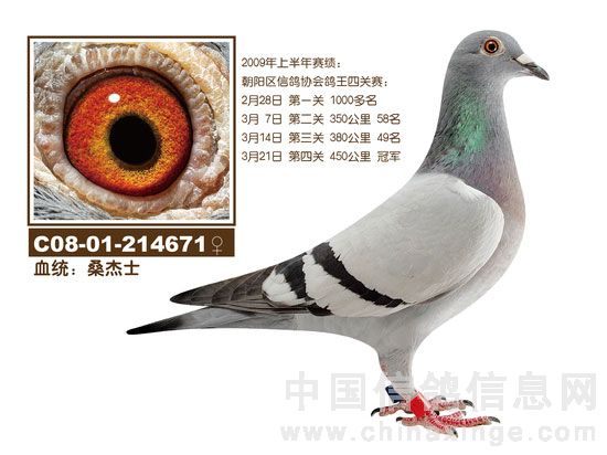 北京新动力鸽舍--<em>赛鸽照片</em>-北京新动力菏泽分舍