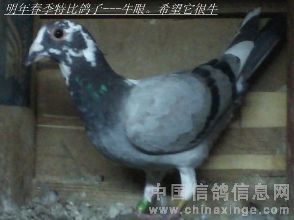 �ҵĴ����ر�һ��ţ�ۻ��Ҹ�
