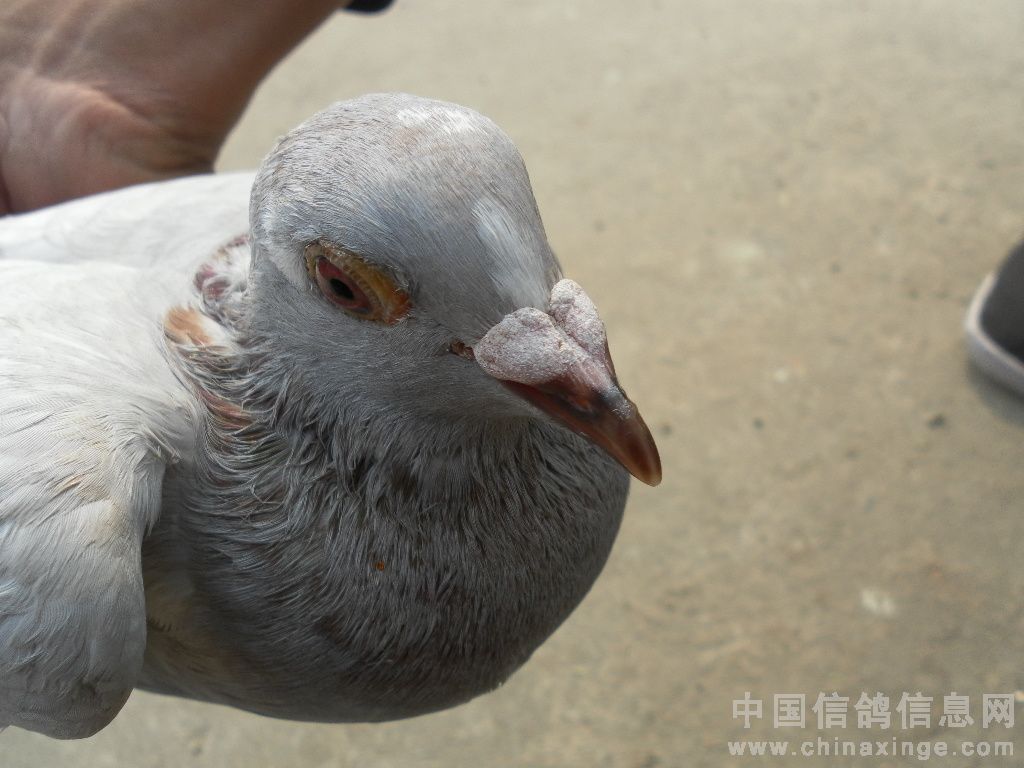 上海鸽会1750公里超远程冠军鸽归巢-鸽坛大事记-中国信鸽信息网
