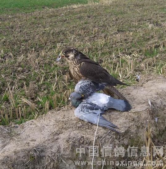 鹰一般不容易抓到鸽子,鹰的变向速度远不及鸽子,鸽子在逃窜时只要左右