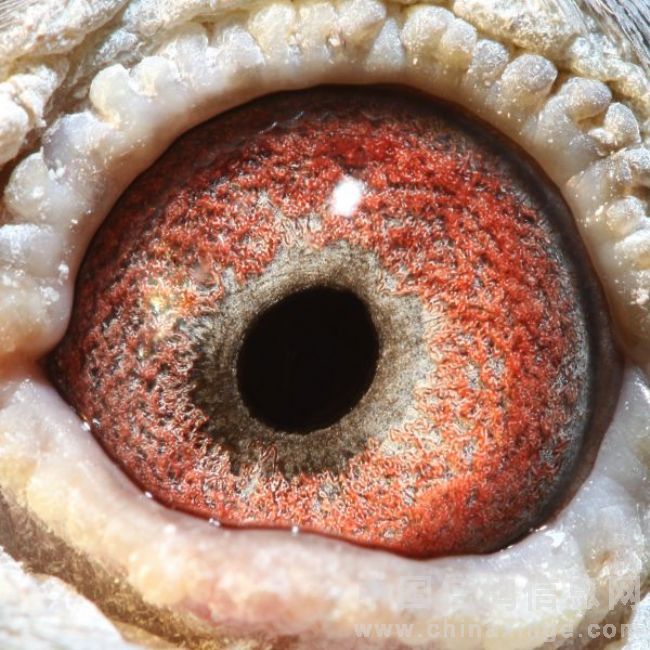 鸽眼欣赏(二)-唯真鸽舍-中国信鸽信息网各地鸽