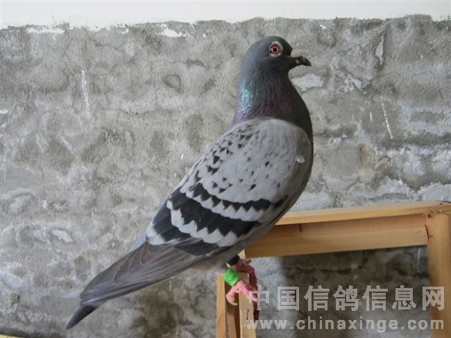 本舍2011年年度赛绩鸽欣赏-海南渤海堂鸽舍-中