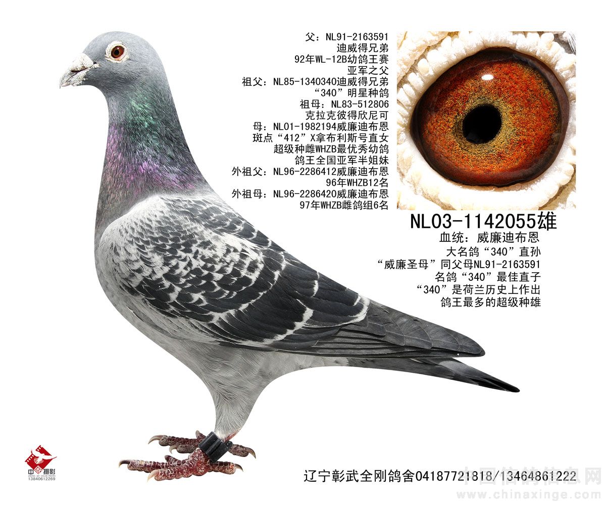 种鸽照片欣赏-辽宁彰武全刚鸽舍-中国信鸽信息网 www.