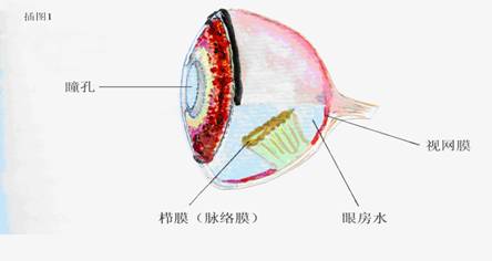 赛鸽栉膜的观察与实践