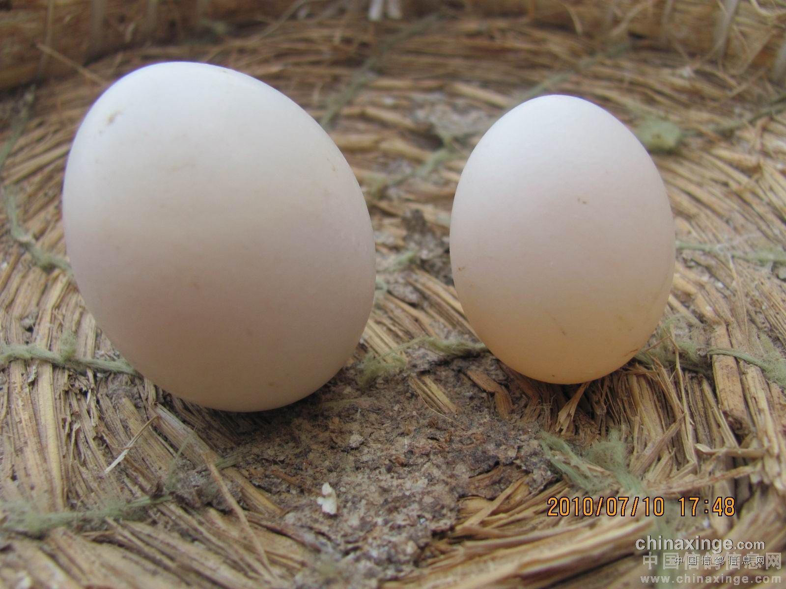 精品观赏鸟黄头特别种鸽种蛋 可孵化受精蛋短嘴毛脚淑女鸽子活体-淘宝网