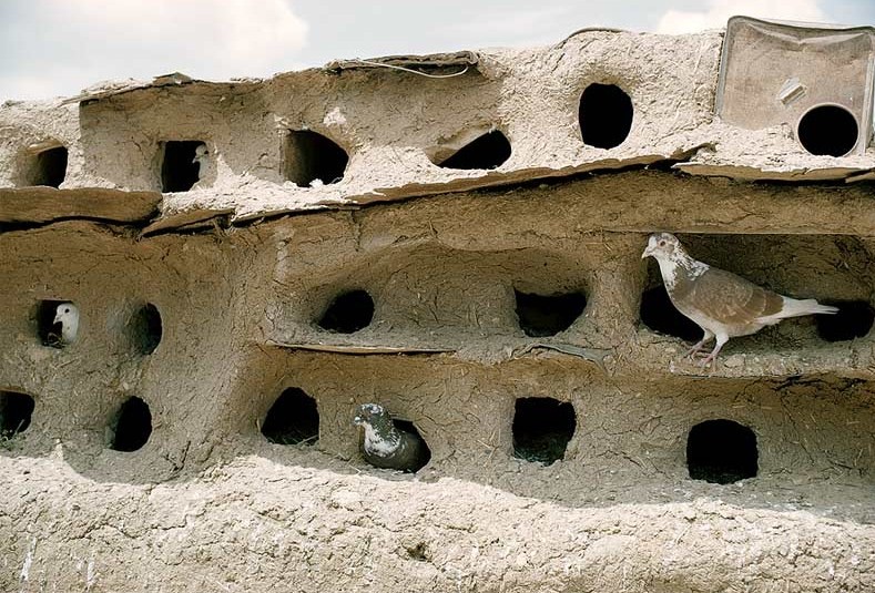 最牛比的鸽子窝