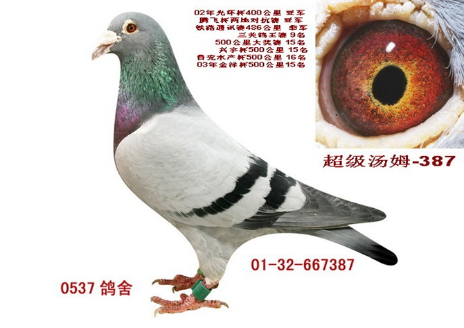 蓥光鸽舍-中国信鸽信息网 www.chinaxinge.com