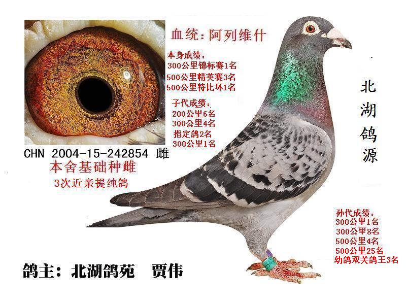 北湖鸽苑