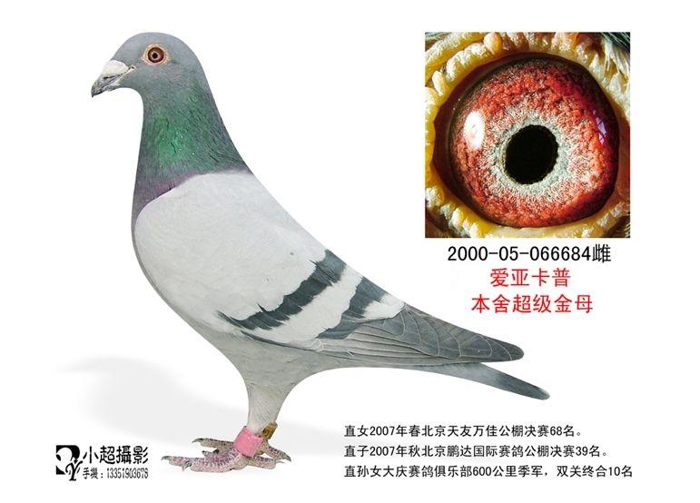 翔胜鸽舍