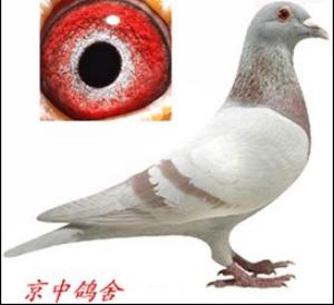 ����Ŵ�
