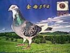����Ŵ�