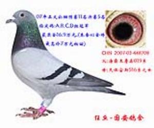 ����Ŵ�