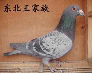 ����Ŵ�