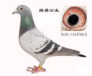 ����Ŵ�