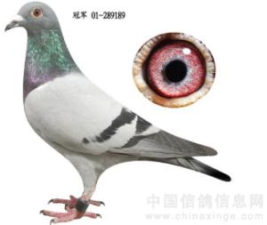����Ŵ�
