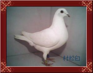 ����Ŵ�