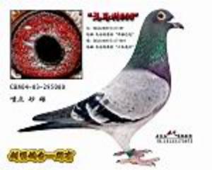 ����Ŵ�