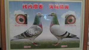 ����Ŵ�