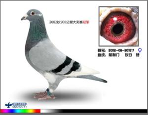 ����Ŵ�