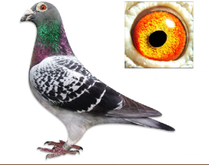 �����ڷɸ���