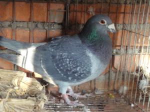 ���������ڷɸ�ҵ