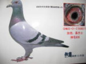 ����Ŵ�
