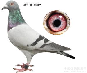 ����Ŵ�